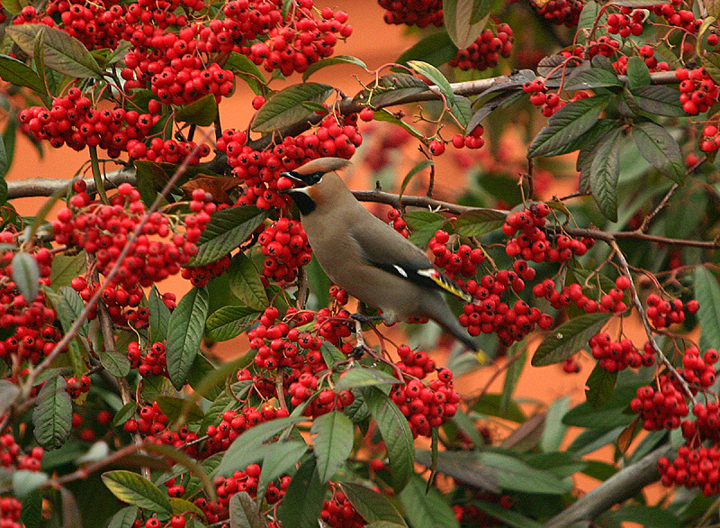 Bohemian Waxwing