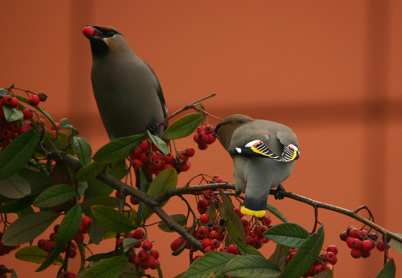 Bohemian Waxwing