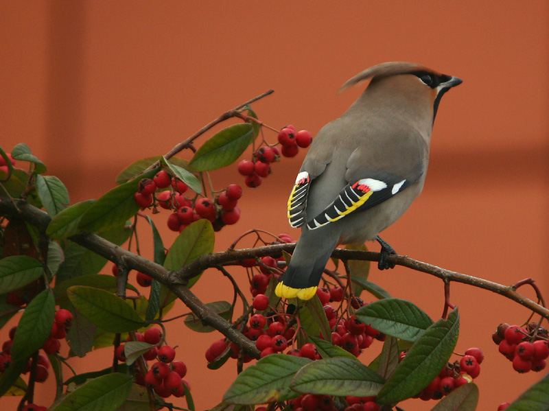 Bohemian Waxwing