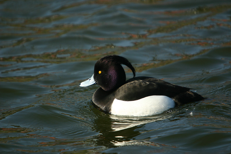 Tufted Duck