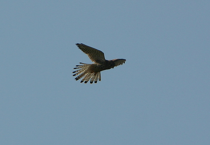 Kestrel