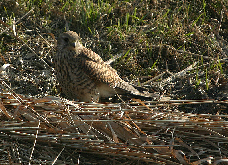 Kestrel