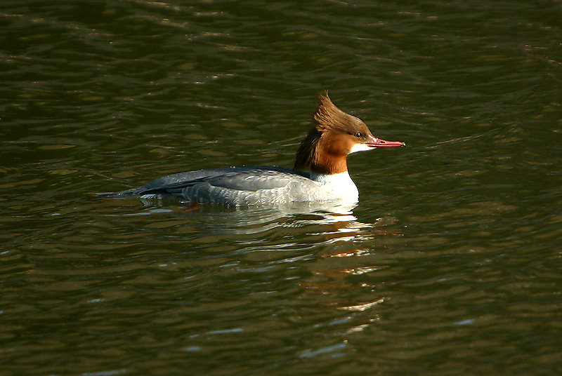 Merganser female