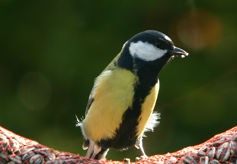 Great Tit