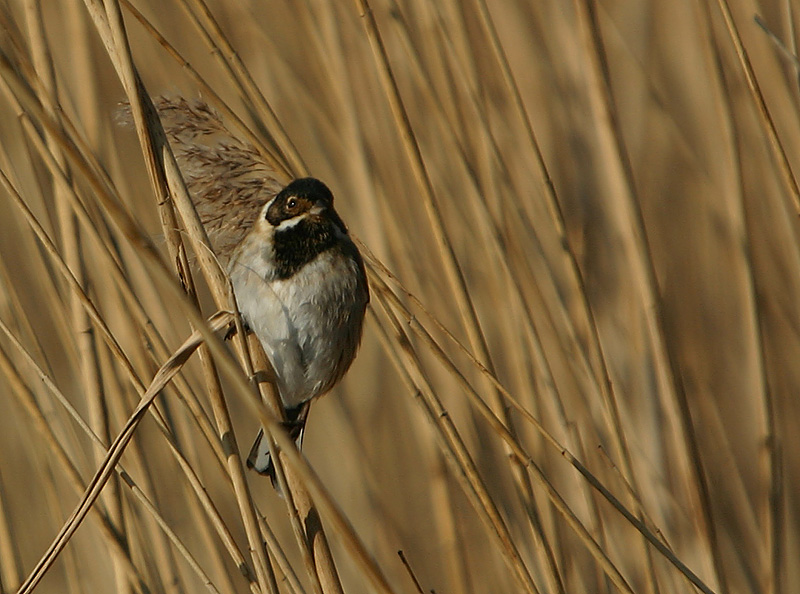 Reed Bunting