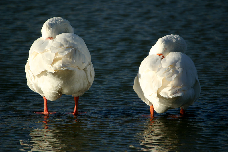 Snoozing geese