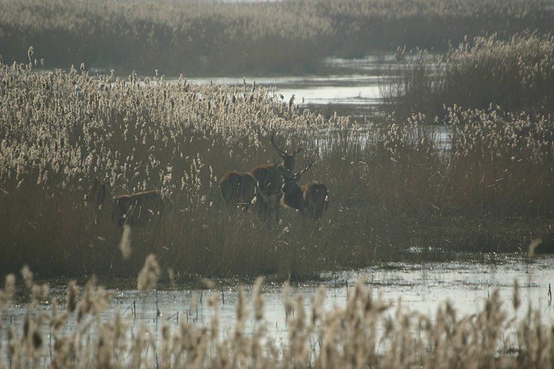 Red Deer at Oostvaardersplassen