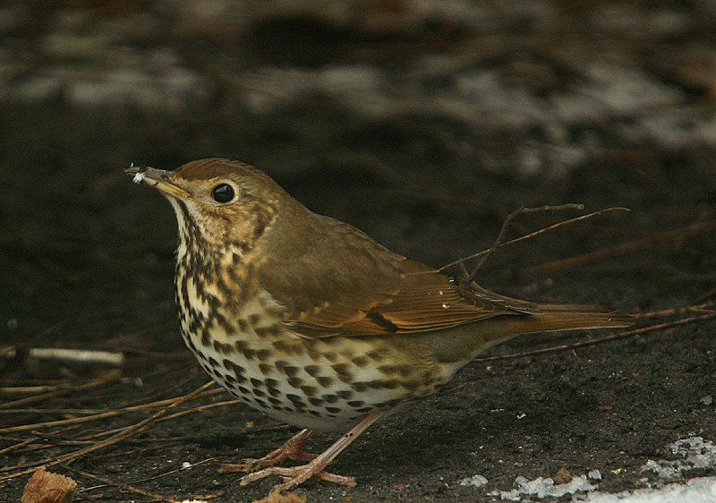 Song Thrush