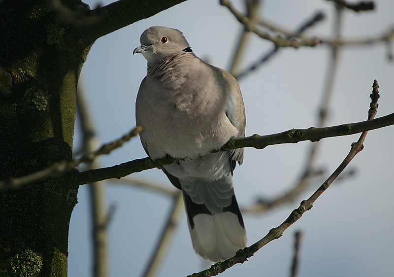 Eurasian Collared Dove