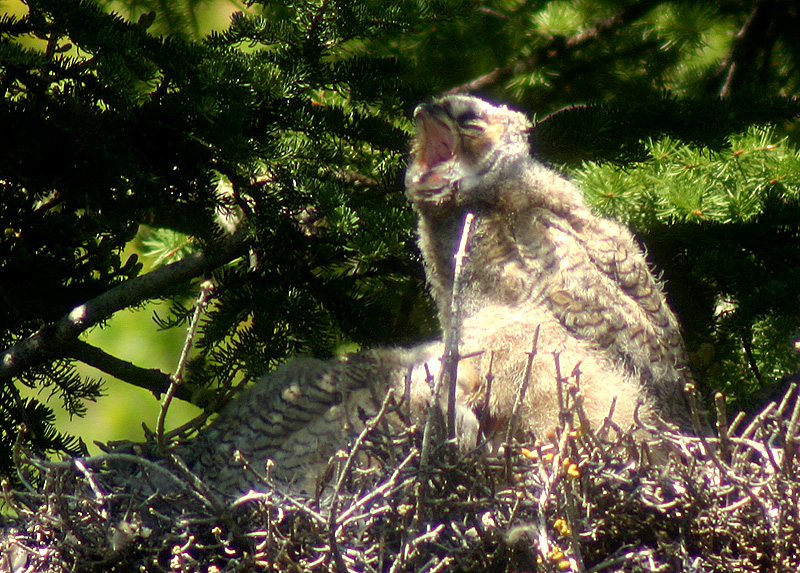 Great Horned Owlet