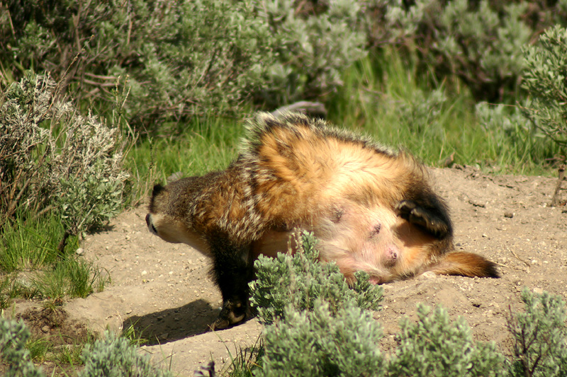 Badger mom