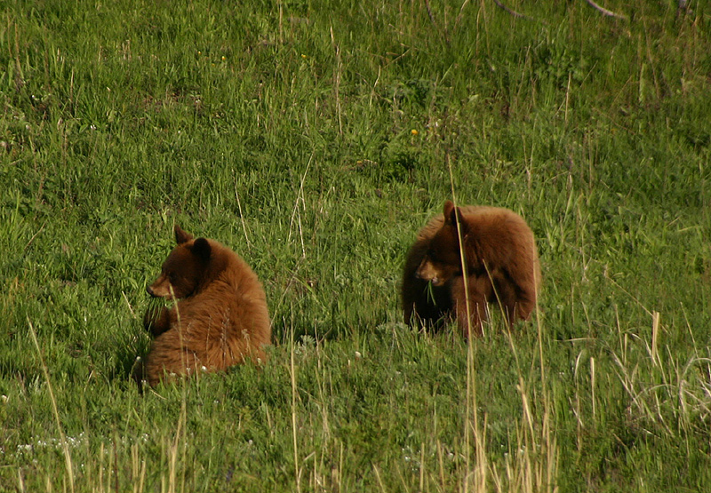 Cinnamon cubs