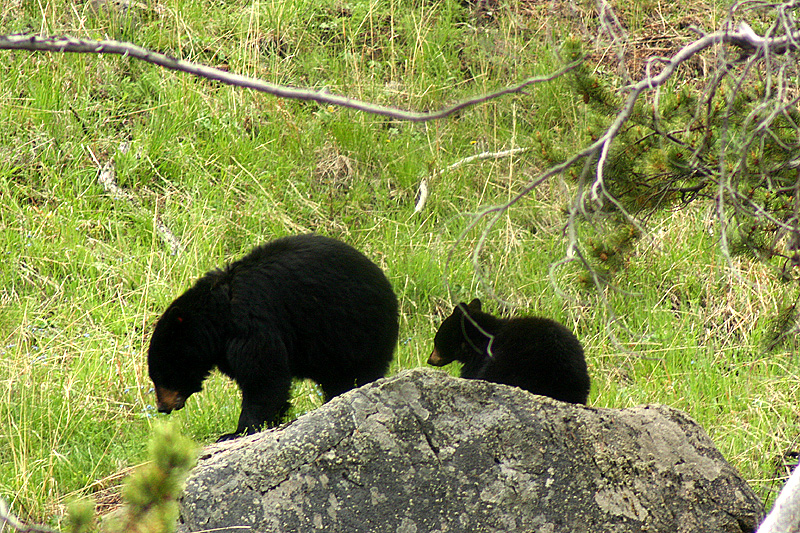 Rosie and cub
