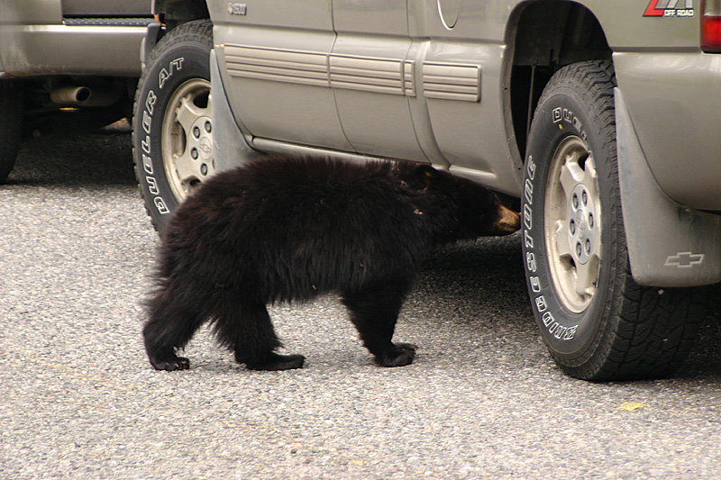 Curious cub