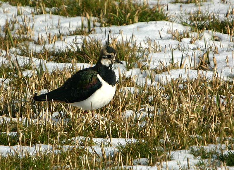 Lapwing