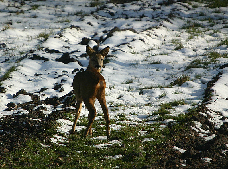 Roe Deer