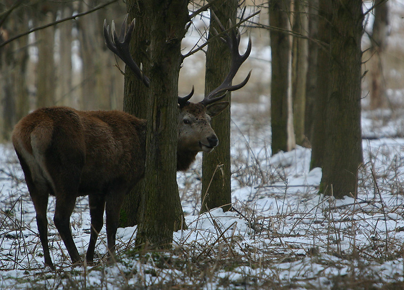 Red Deer