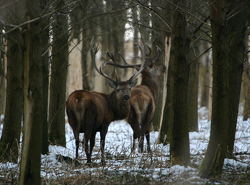 Red Deer