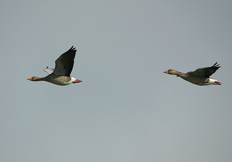 Greylag Geese