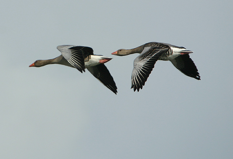 Greylag Geese
