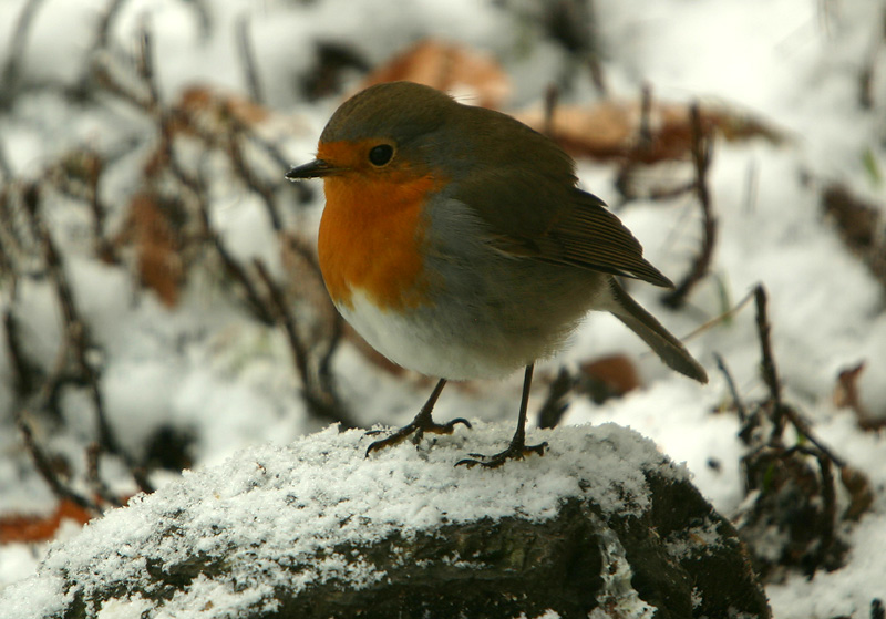 European Robin