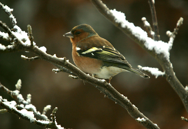 Chaffinch male