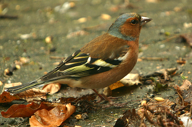 Chaffinch male