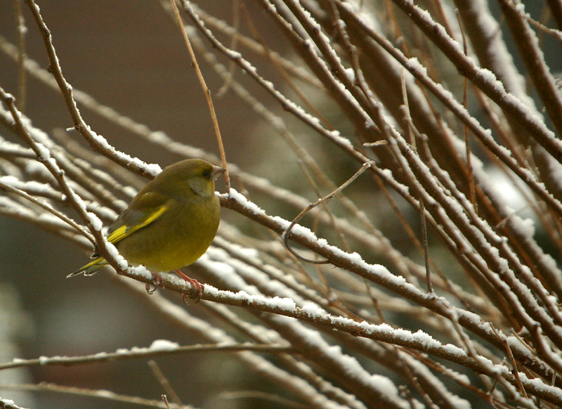 Greenfinch