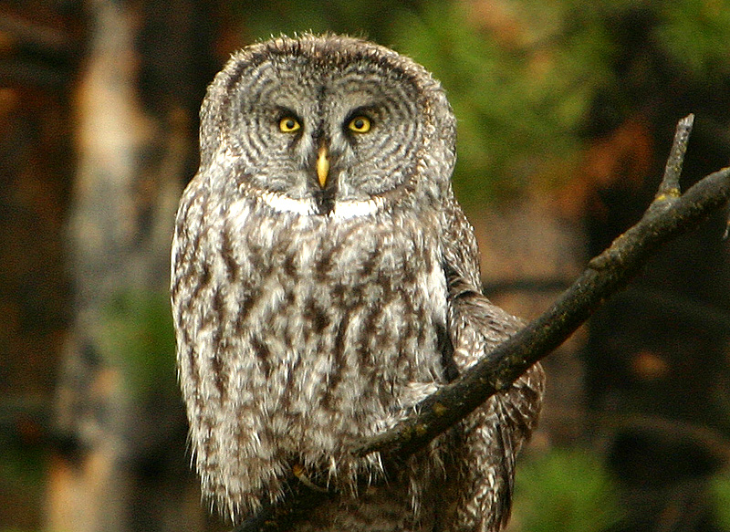 Great Gray Owl