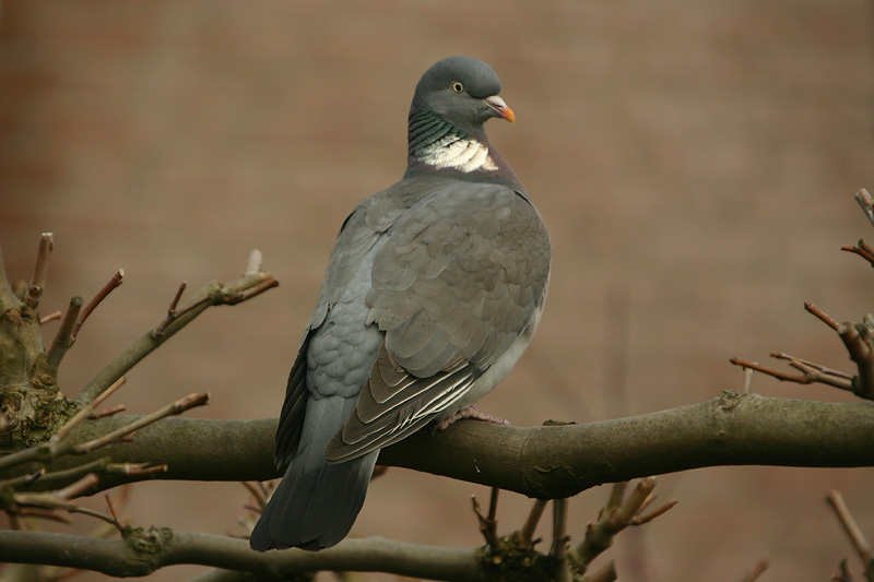 Wood Pigeon