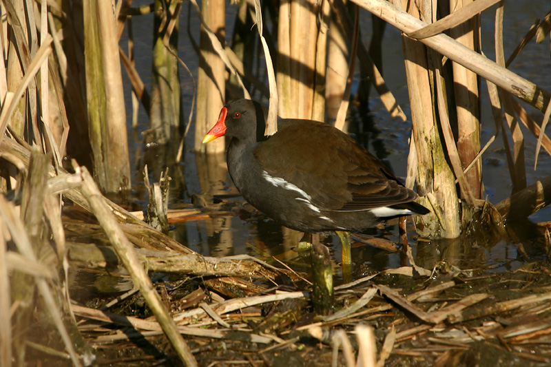 Common Moorhen