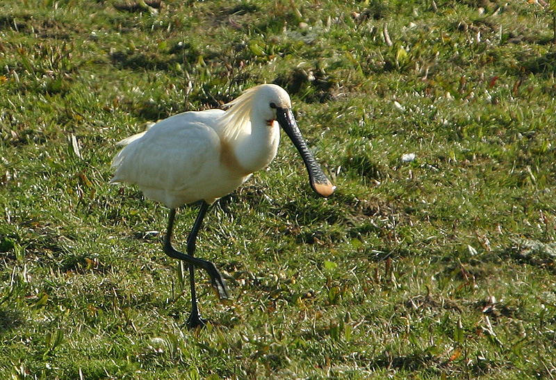 Spoonbill