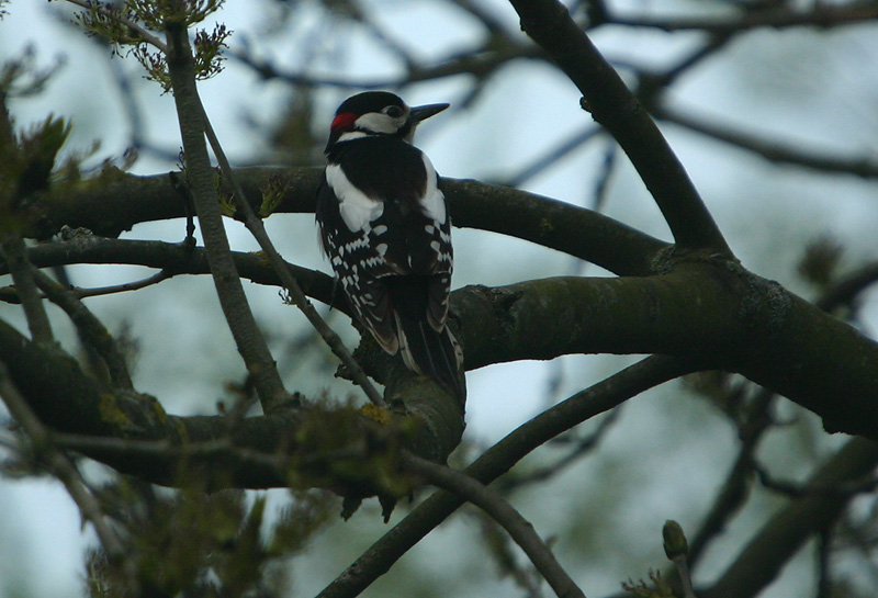 Woodpecker