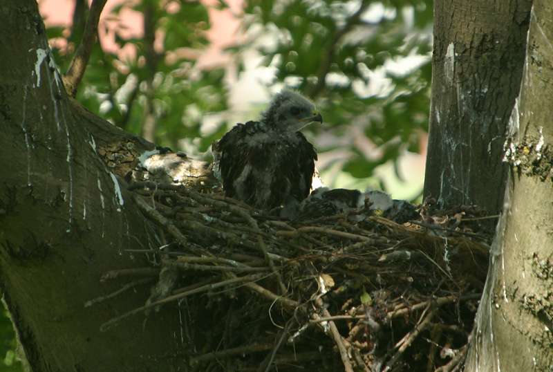 Common Buzzard chicks
