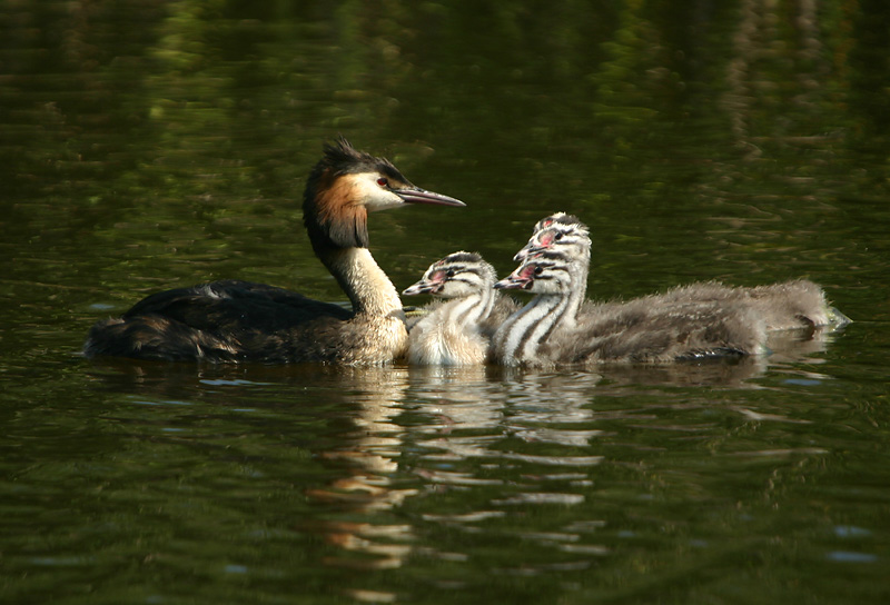 Great Crested Grebe with chicks