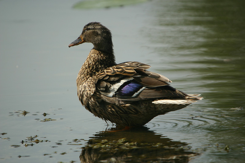 Mallard