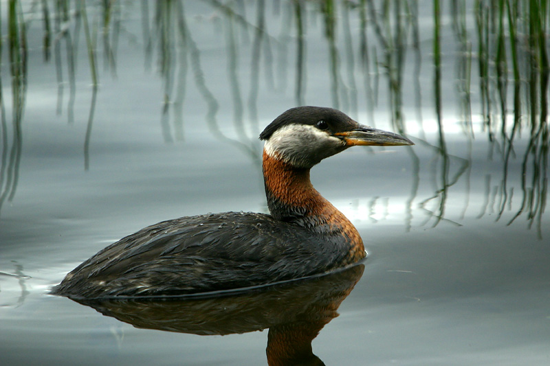 Red-necked Grebe