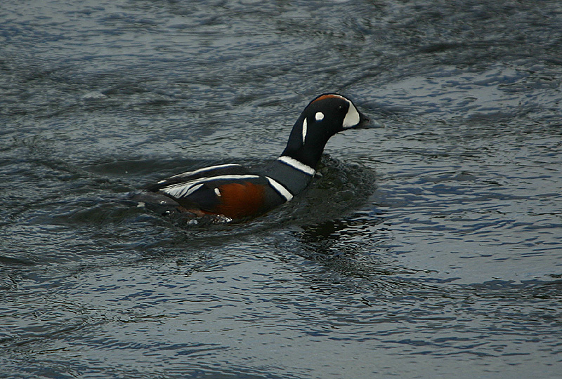 Harlequin duck