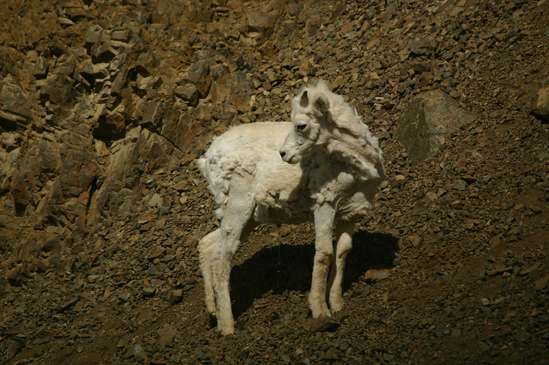 Dall sheep