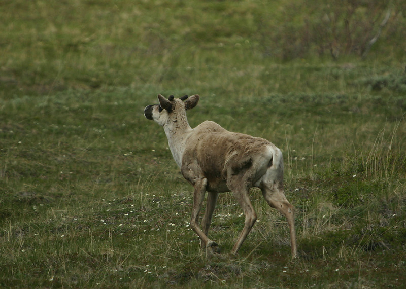 Caribou