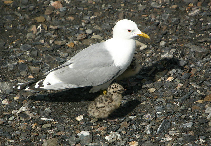 Mew Gull with chicks