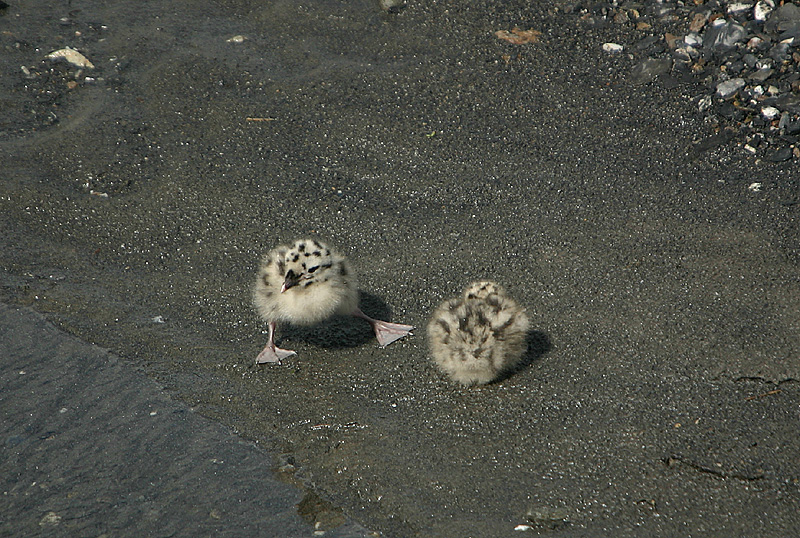 Mew Gull chicks