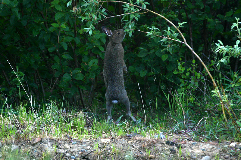 Snowshoe Hare