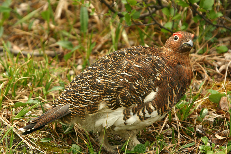 Willow Ptarmigan