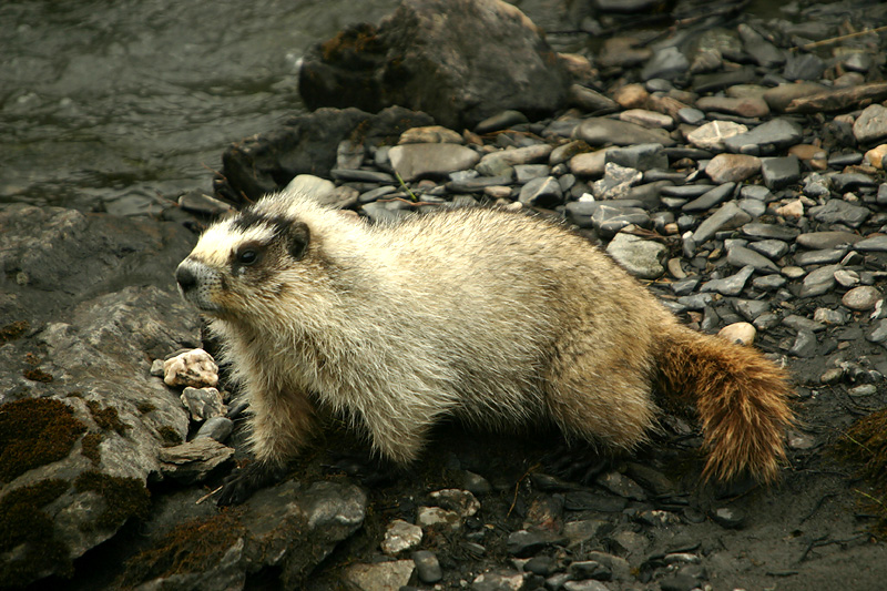 Marmot