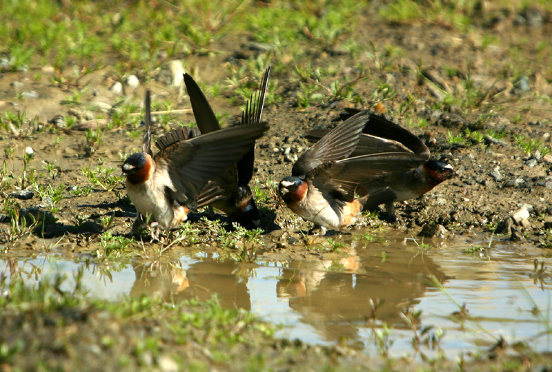 Swallows