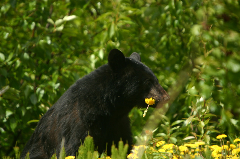 Black bear