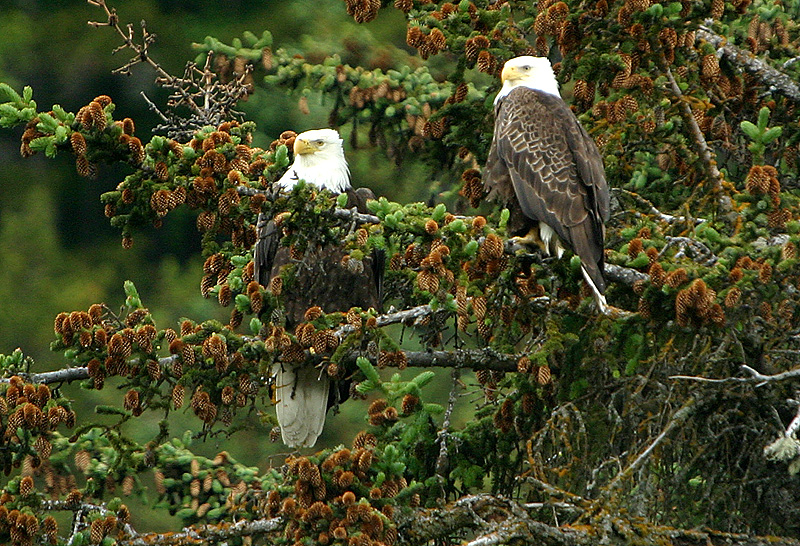 Bald Eagle pair