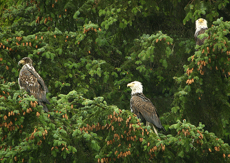 Bald Eagle family