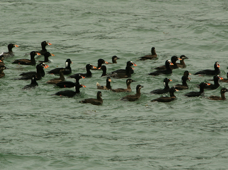 Surf Scoters